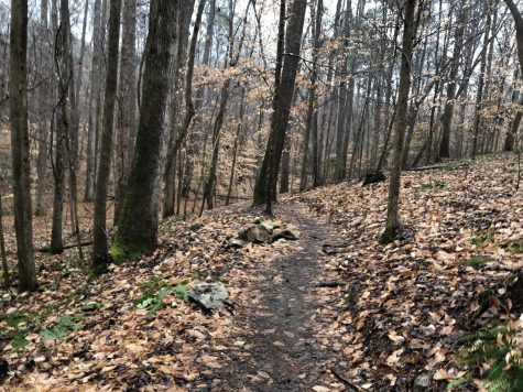Trails in the Triangle: Destinations for Your Next Fall Hike