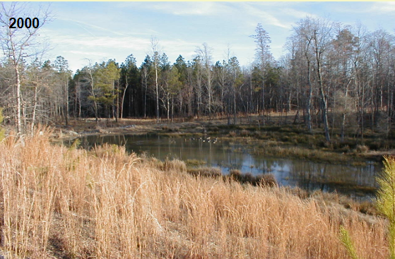 The Green Hope wetland thrived with greenery prior to construction.