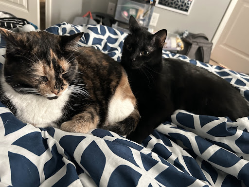 Pebbles (left) and Bam Bam (right) are siblings. Both were adopted from an animal shelter.