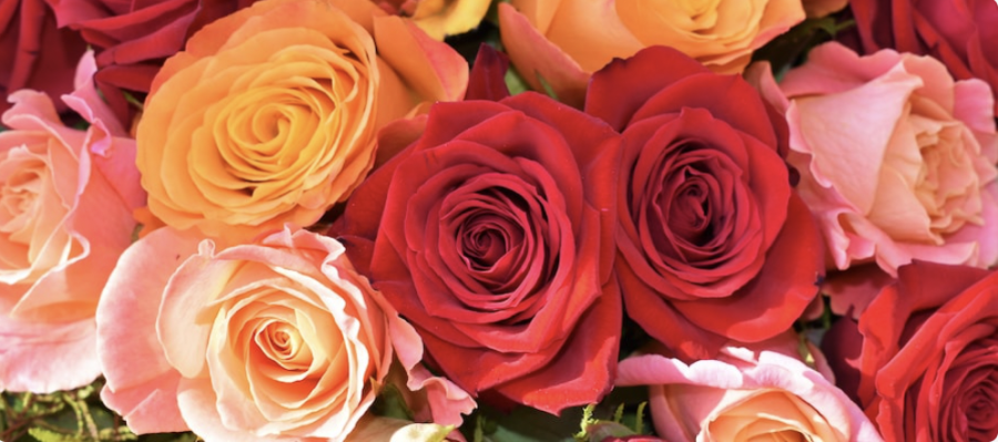 Which Valentines Day flower are you most like?