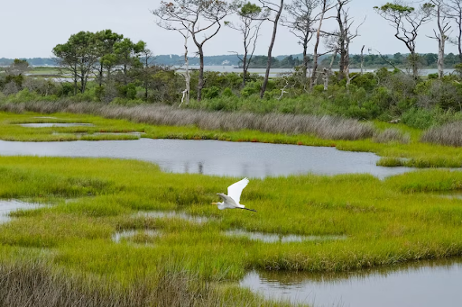Wetlands across the country are disappearing at rapid rates, leading to accelerated deterioration of local ecosystems. 