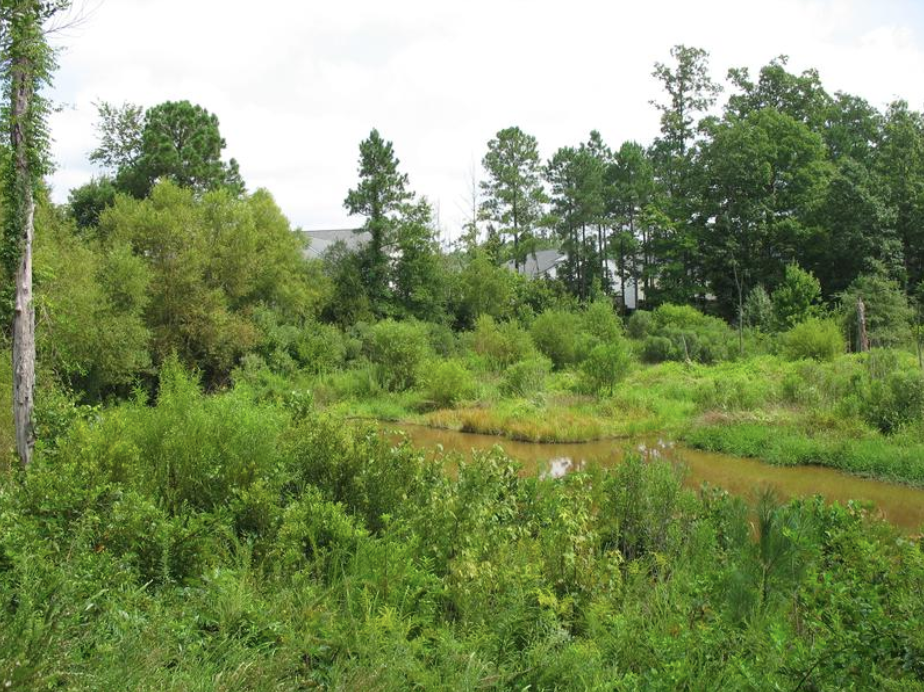 The wetland area near Green Hope prior to urban development and expansion, with thriving vegetation and little sedimentation deposition along the banks of the shorelines. Photo used with permission from Mr. Carl Rush.