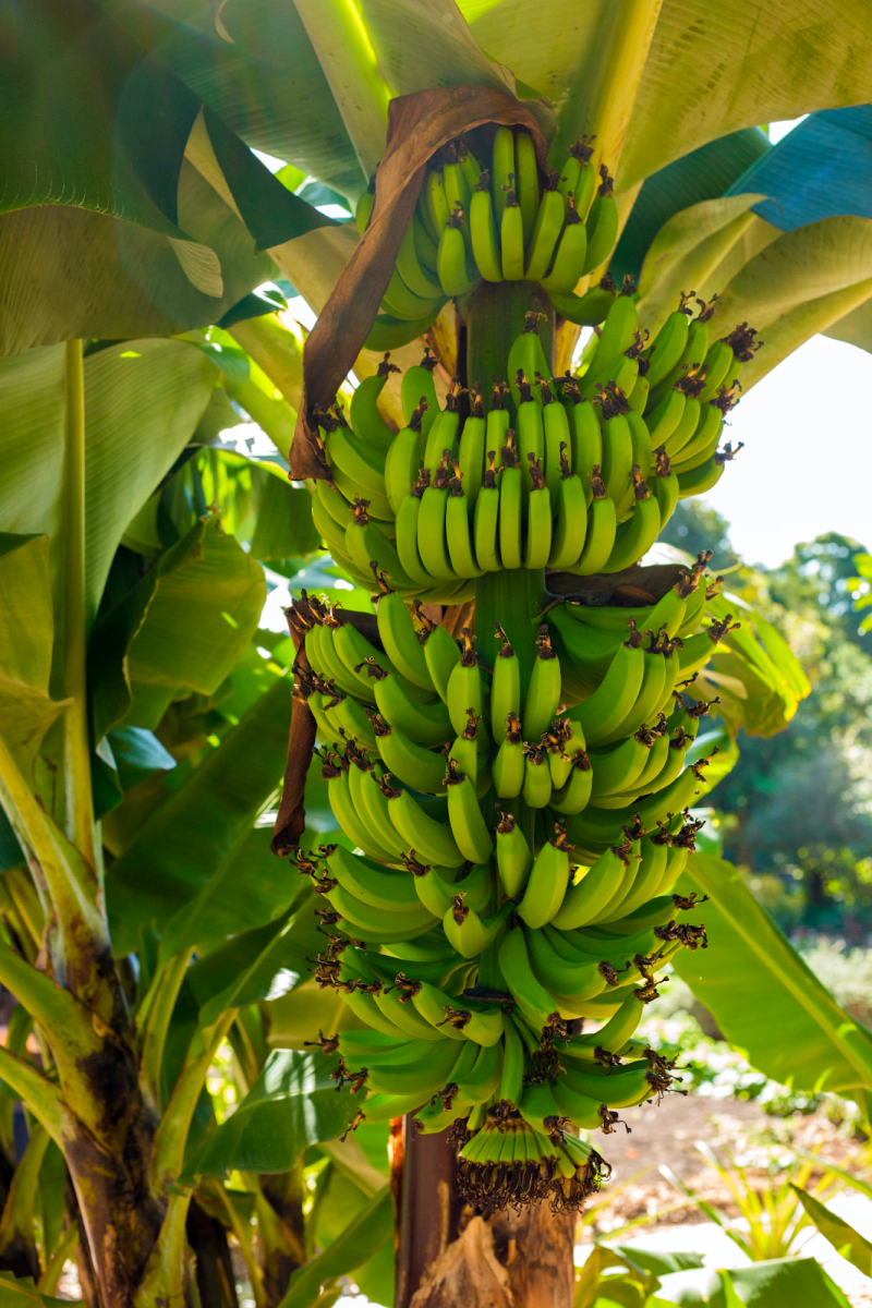  A fungal pathogen, commonly known as ‘banana wilt’, is making its way through Central American banana plantations and killing large numbers of banana crops. Photo used with permission from Unsplash.