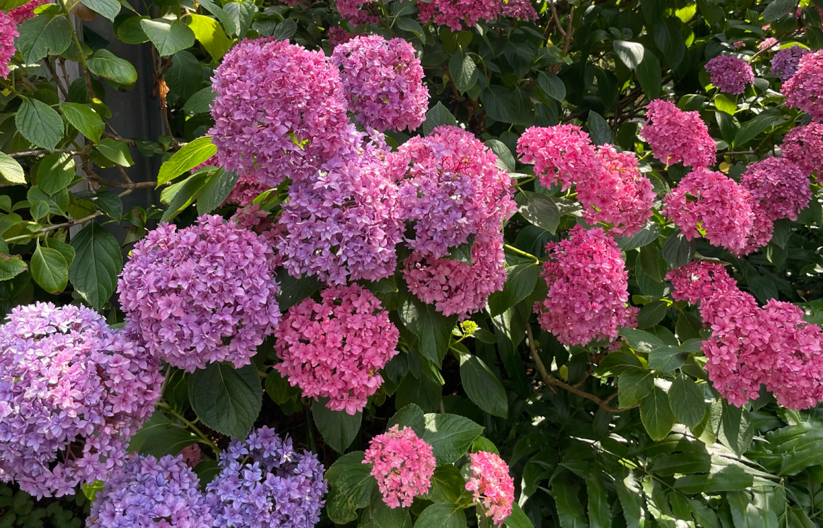 Plants, such as these hydrangeas, carry large amounts of pollen. In the springtime, pollen is abundant in the atmosphere as a result of plants’ need to reproduce; pollen, however, is a major allergen for many.