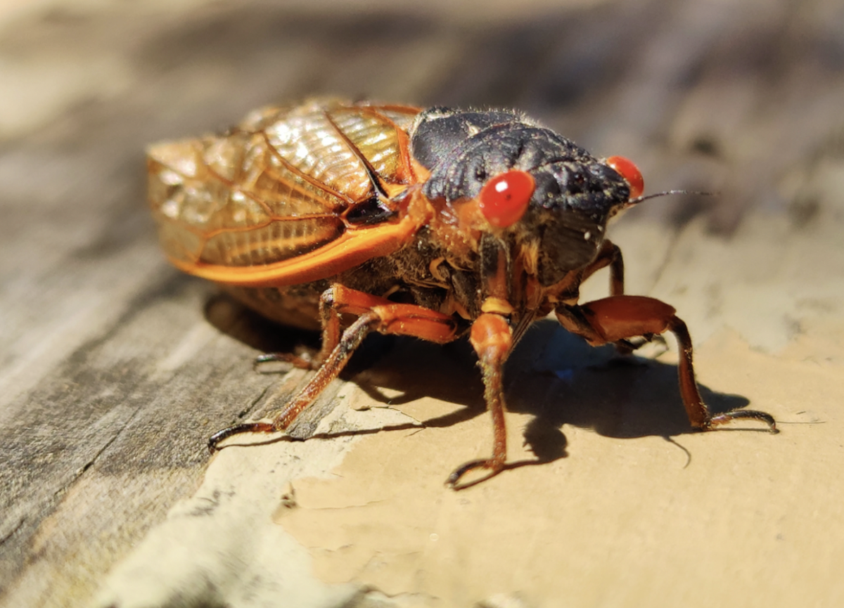 The next time the cicadas will emerge like this won’t take place until the year 2245. Photo used with permission from Sagar Vasnani via Unsplash. 