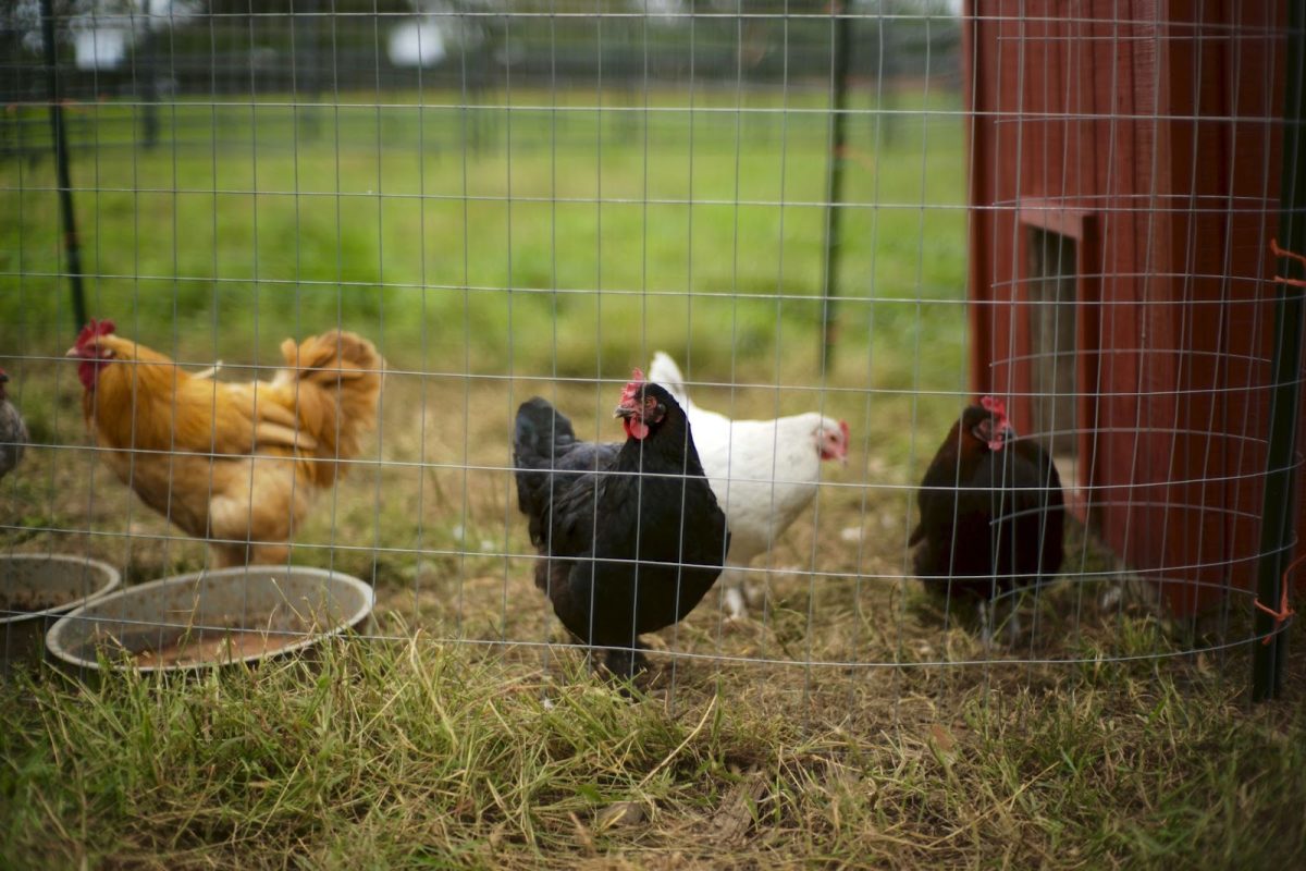 Avian influenza can be a highly pathogenic virus that spreads among birds and rarely to humans with a mortality rate of over 50 percent in both humans and birds. Photo used with permission from Will. H McMahan via Unsplash.