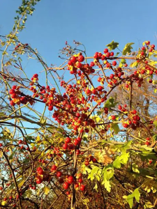 While its red and yellow fruits may look appealing, the oriental bittersweet is a notoriously harmful plant in North Carolina. Photo used with permission from Maria Ermolova via Unsplash.