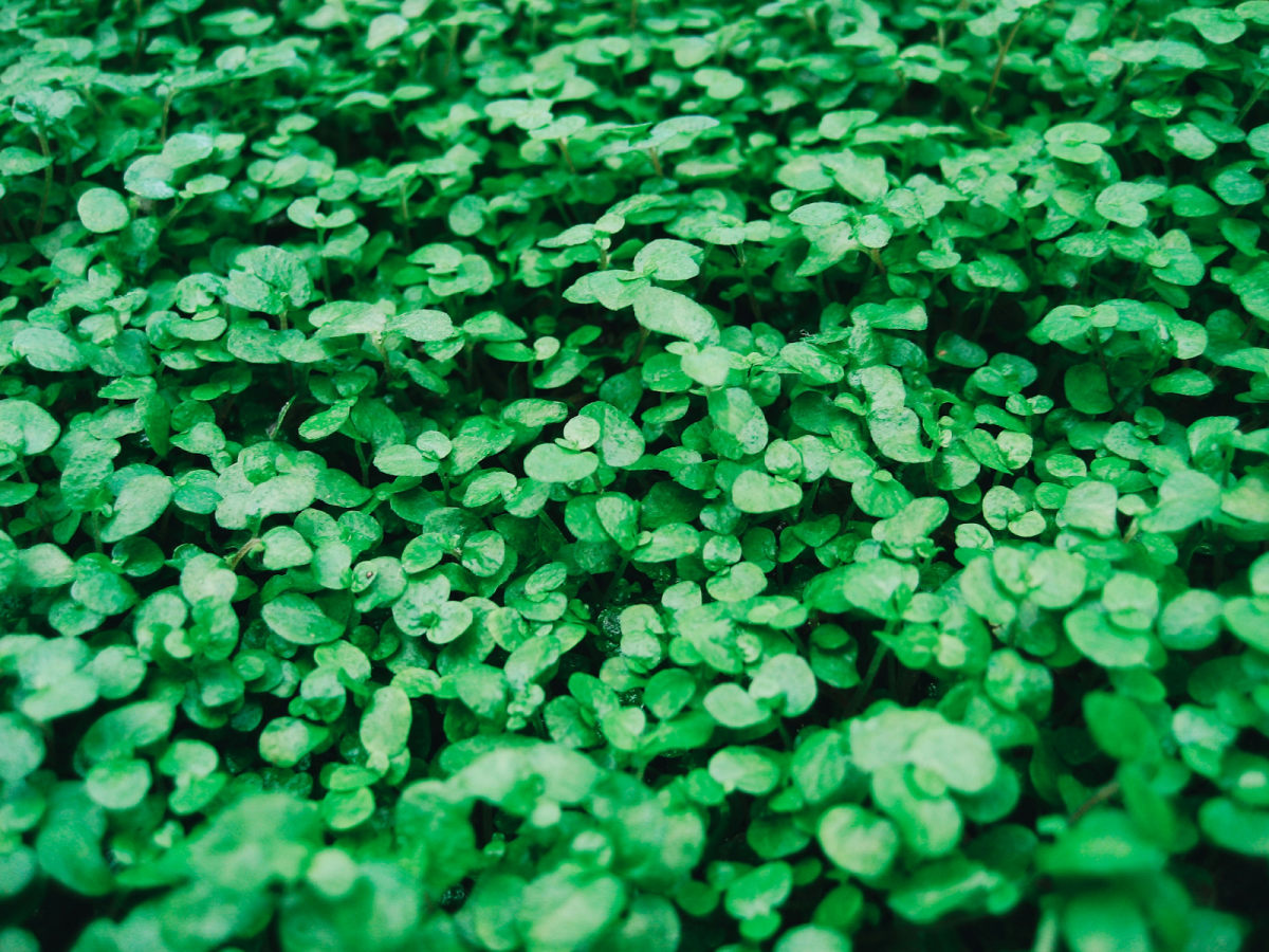 What started as a small holiday in Ireland, St. Patrick's Day has become a widely celebrated holiday by Americans.  Photo used with permission from Kelly Sikkema on Unsplash