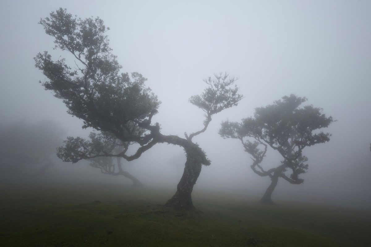 A 21 year old African-American male by the name of Trey Reed was found hanging from a tree at his college campus, raising suspicions of foul play. Photo used with permission from Zdeněk Macháček via Unsplash.