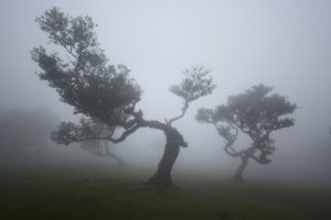 A 21 year old African-American male by the name of Trey Reed was found hanging from a tree at his college campus, raising suspicions of foul play. Photo used with permission from Zdeněk Macháček via Unsplash.