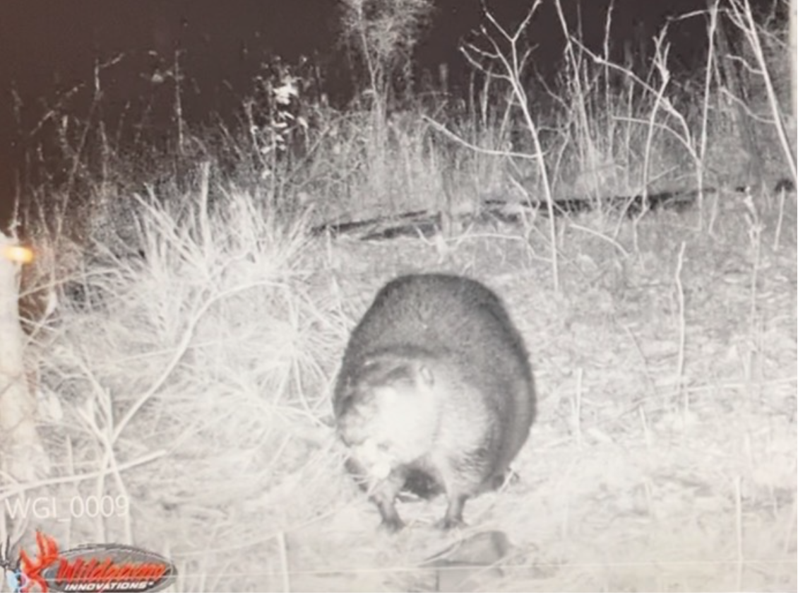 Trail Camera footage in January of 2021 captured the beavers in Carpenter Village adding to their hut late at night. 
