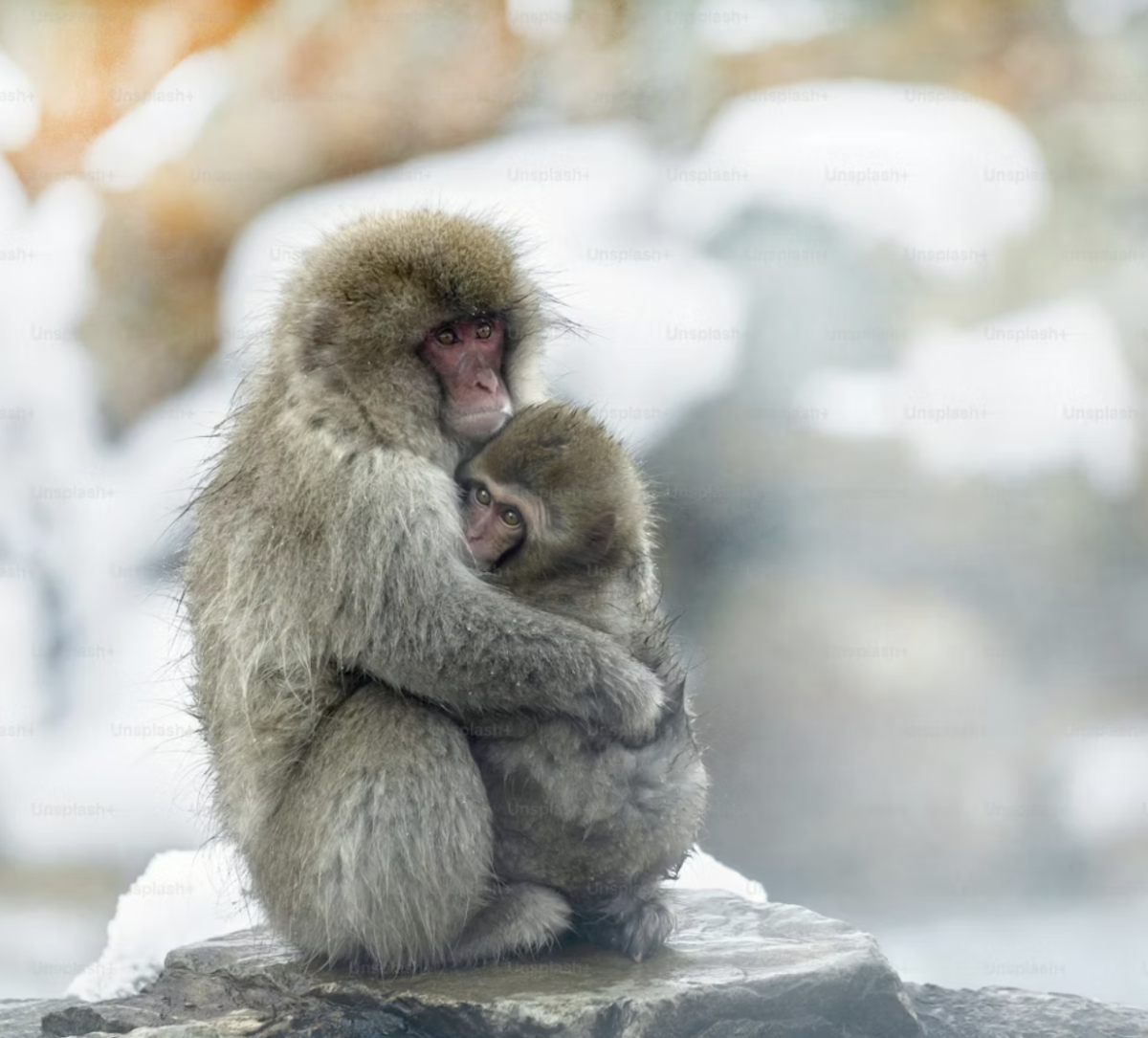 An adult macaque holds another baby macaque, similar to Punch, tightly. Photo accessed from Unsplash.