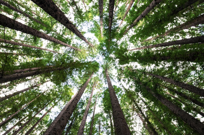 This photo shows many trees for people to enjoy. Photo used with permission of Arnaud Mesureur on Unsplash. 