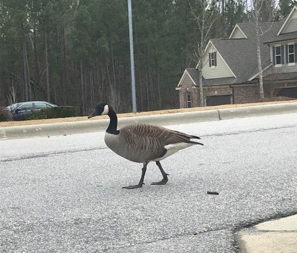 It’s common in North Carolina to see a line of cars stopped in the middle of the street, all waiting on tiny pedestrians to traverse the road without a crosswalk in sight. 
