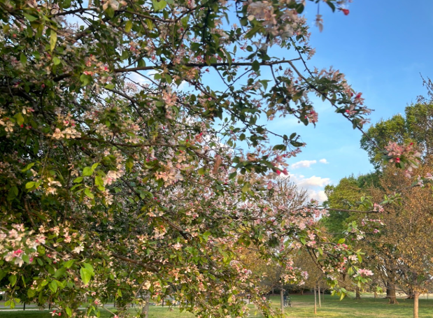 The famous Cherry Blossom trees in West Potomac Park, Washington D.C, United States. Photo by Isabella Vilchez Diaz.