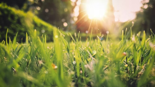 A green grass field during spring. Spring break is a perfect time for teens to travel, rest or attend fun events. Picture used with permission from Aniket Bhattacharya via Unsplash.