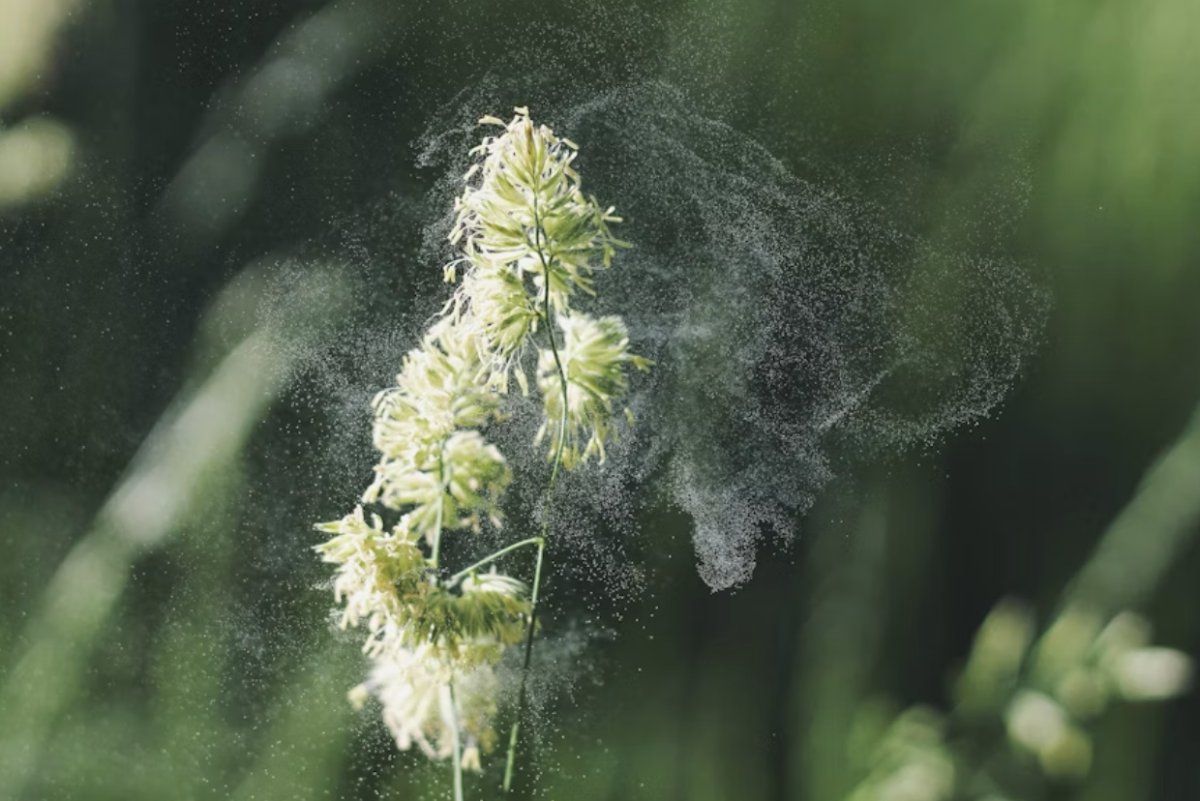 A picture of a plant and its pollen. Picture used with permission from Alex Jones via Unsplash. 