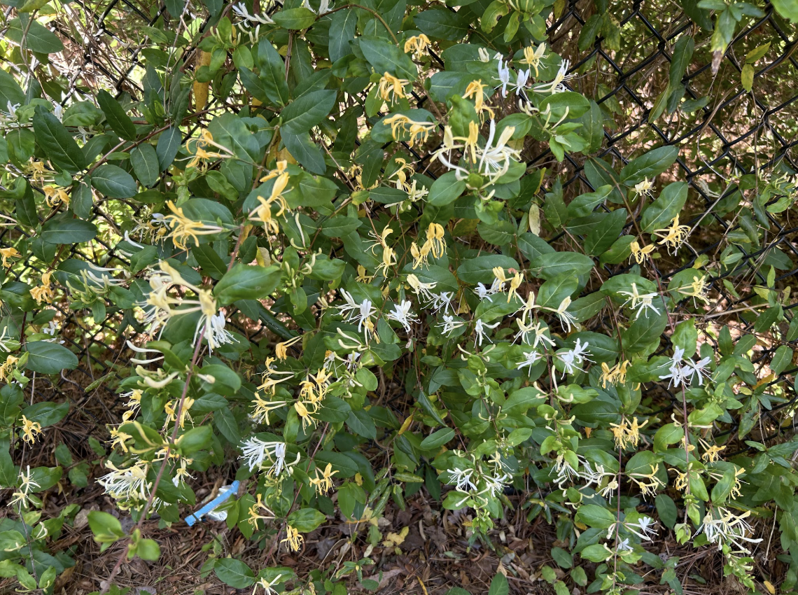 Flower can be found in the bushes near the back modules of the Green Hope Campus. 

