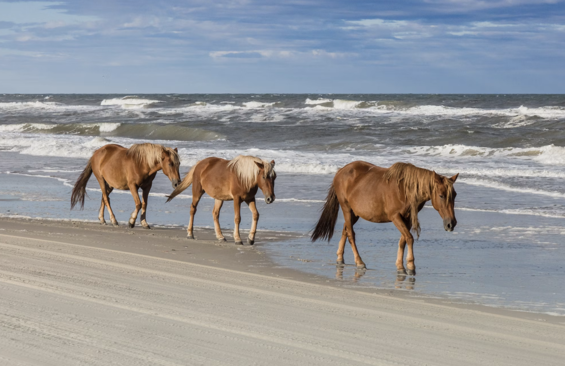Wild Spanish horses stroll along the water’s edge at Corolla Beach in the Outer Banks, North Carolina, in 2021. Photo used with permission of Bottie Kittle via Unsplash. 
