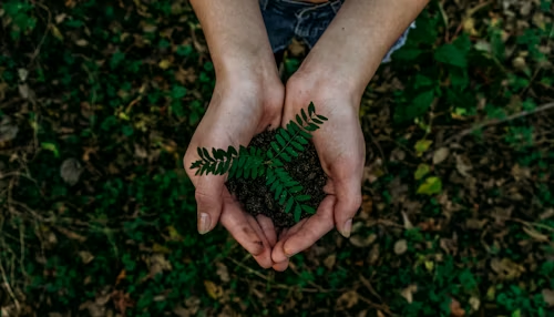 An image of a person holding a sapling in their hand. Image used with permission by Noah Buscher on Unsplash.